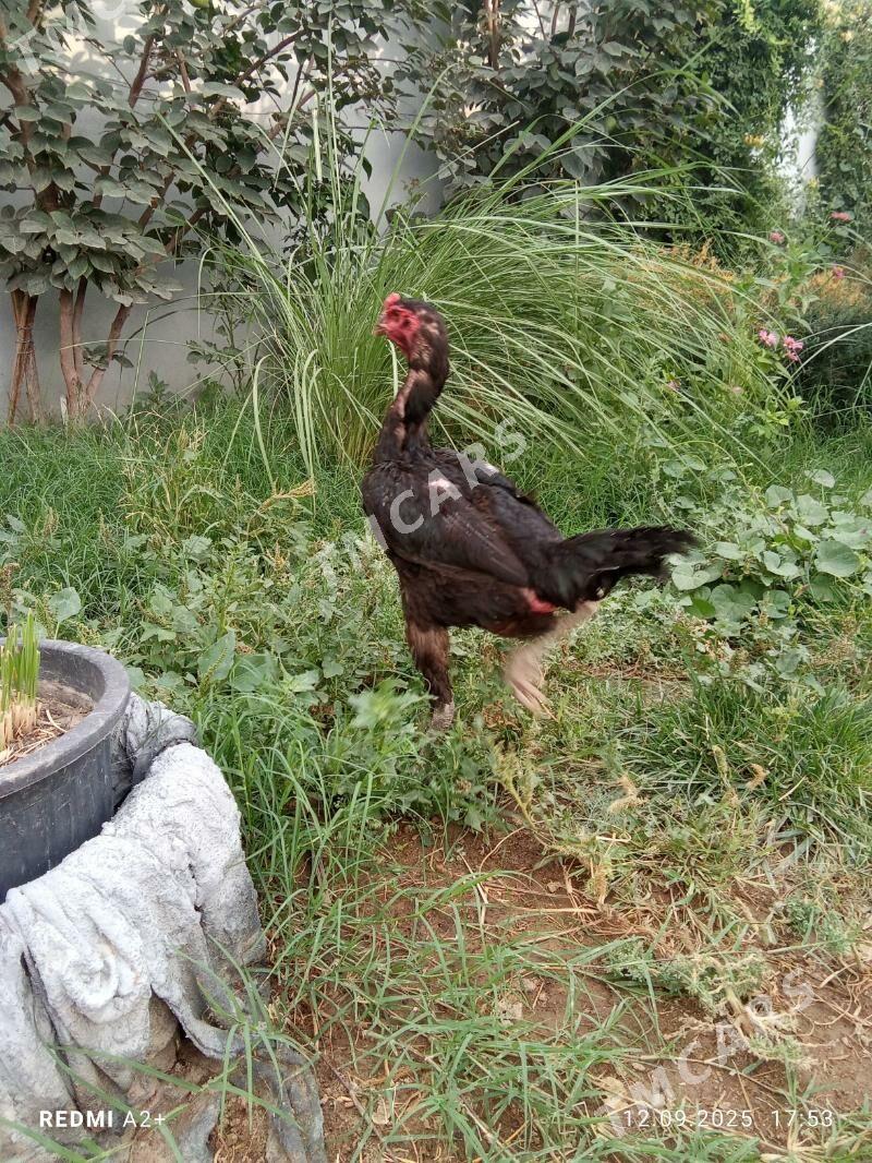 TAŞKENT MÄKi - Гёкдже - img 5
