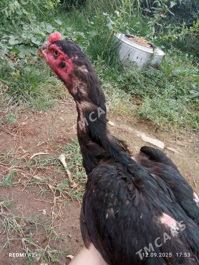 TAŞKENT MÄKi - Гёкдже - img 4