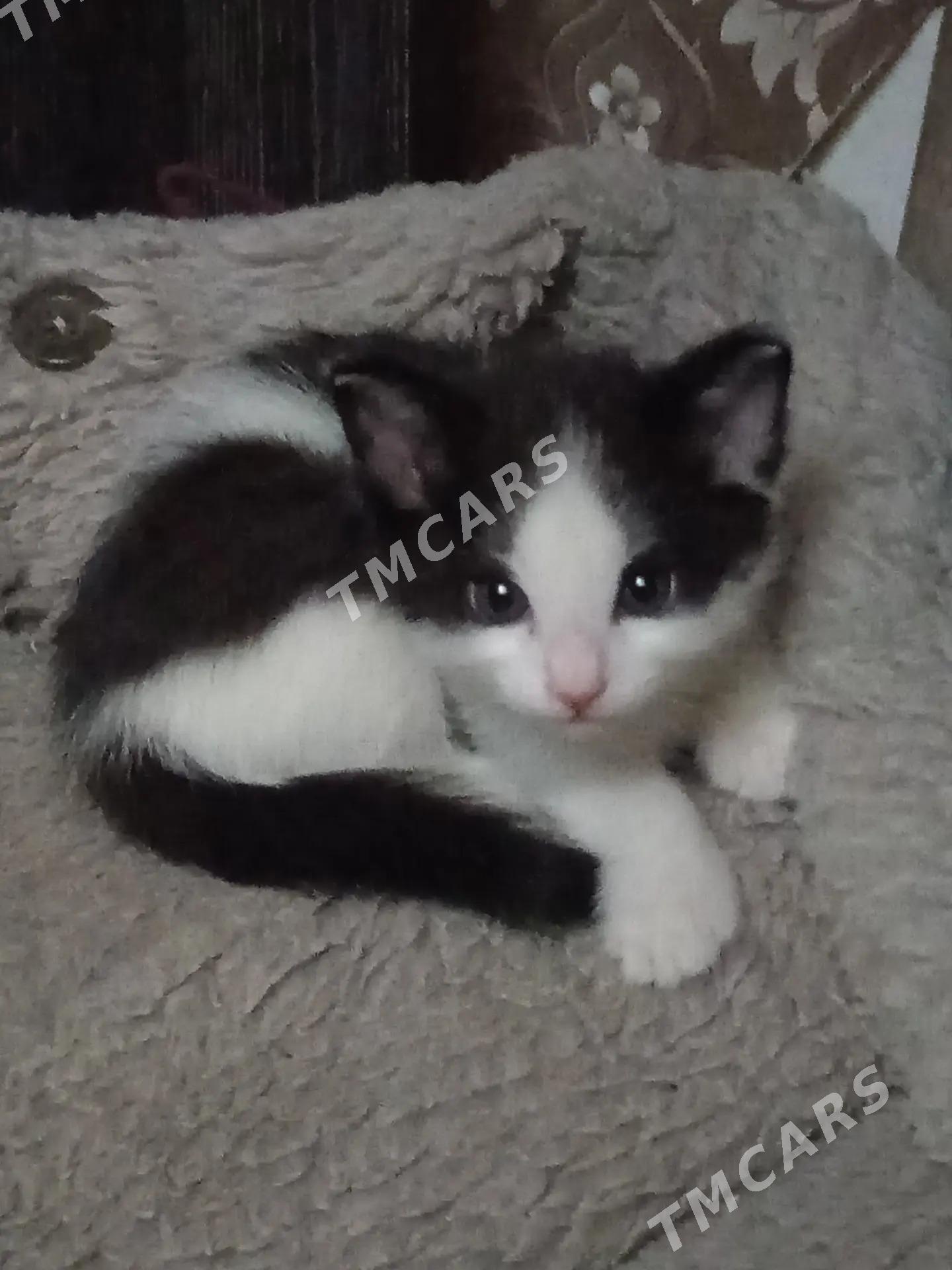 Ккотёнок - Бузмеин ГРЭС - img 2