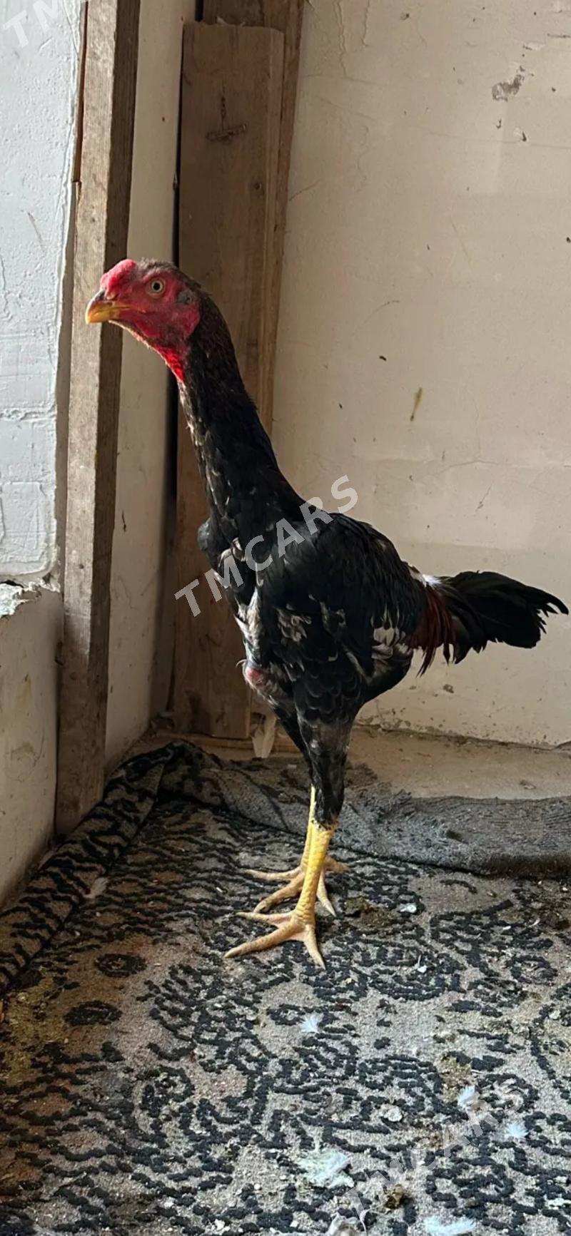 Horaz - Daşoguz - img 2
