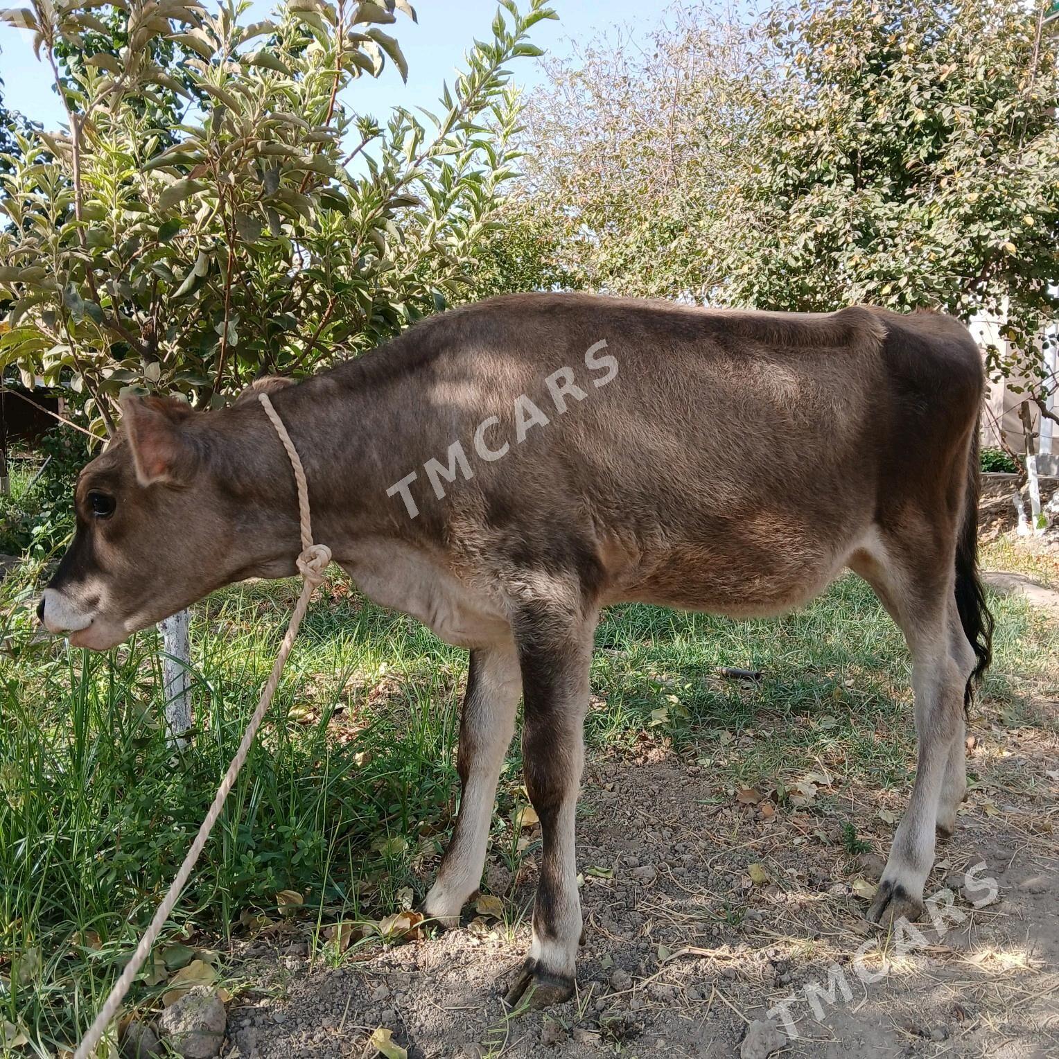 Tuwe - Бузмеин - img 2