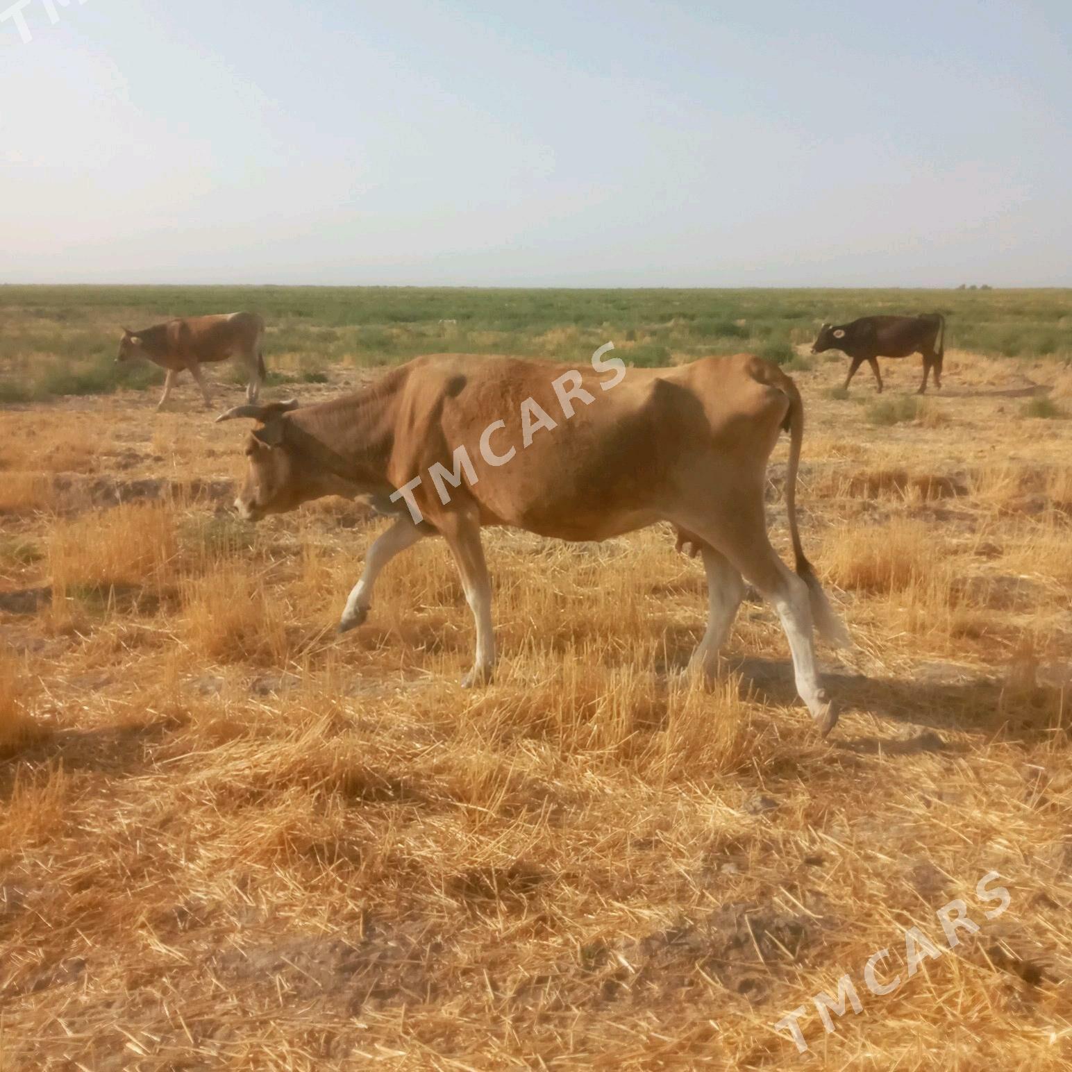 sygyr - Kaka - img 5