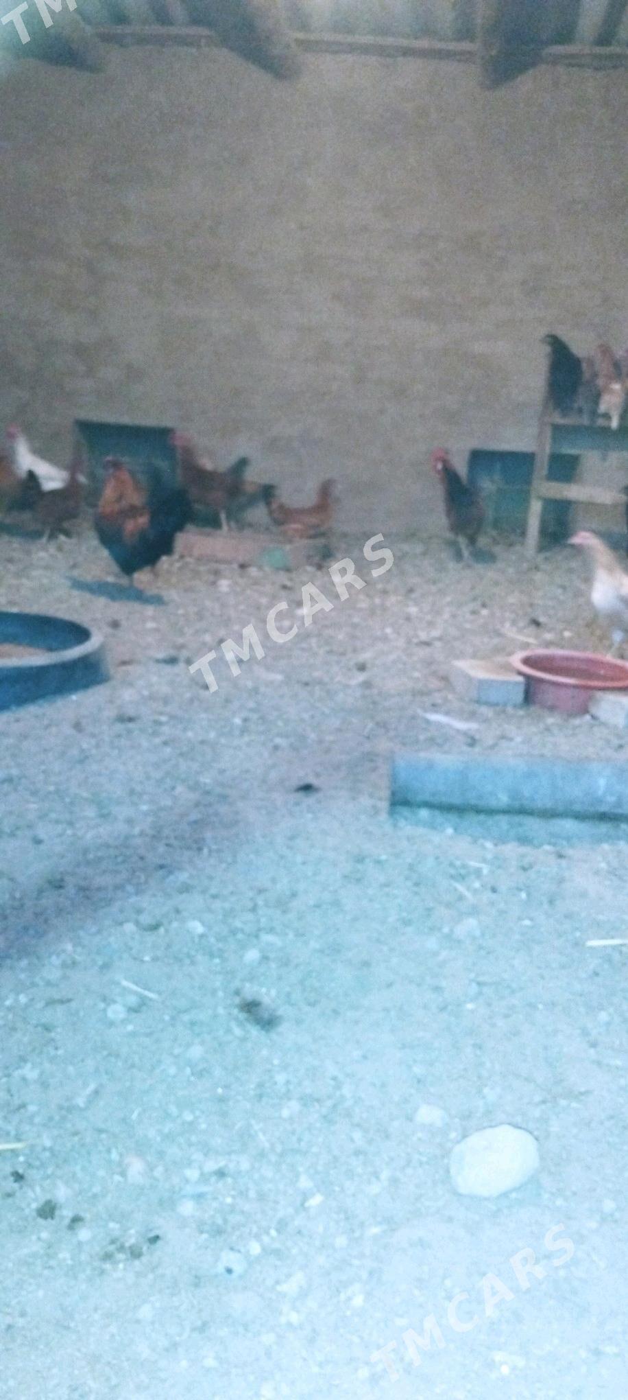 7 Ay bolan horazlar - Murgap - img 3