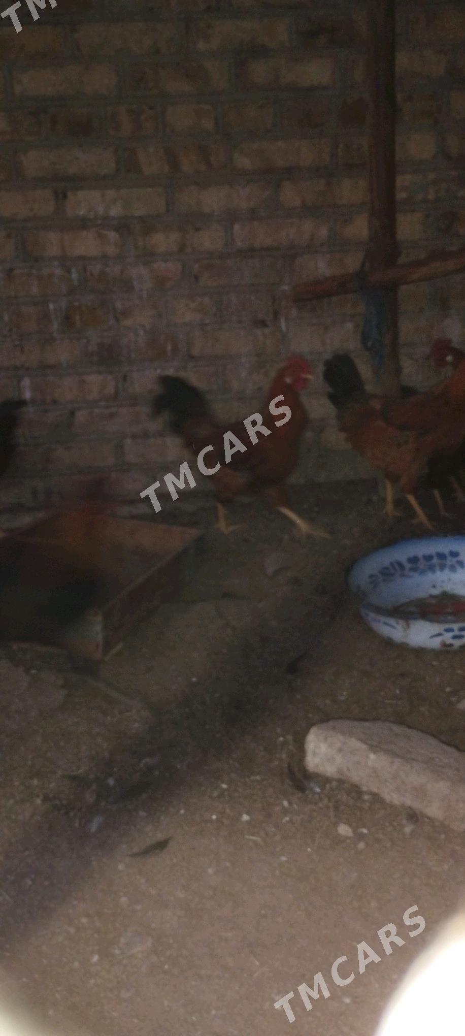 7 Ay bolan horazlar - Murgap - img 2