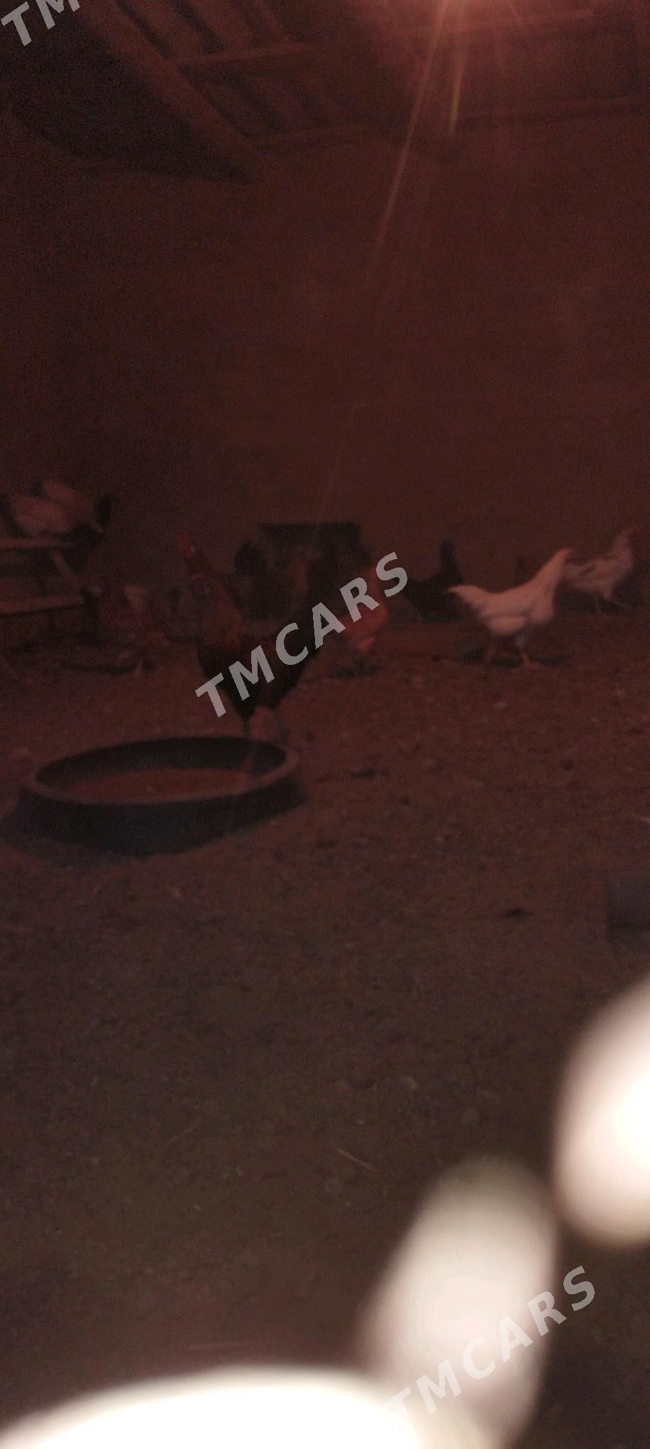 7 Ay bolan horazlar - Murgap - img 4
