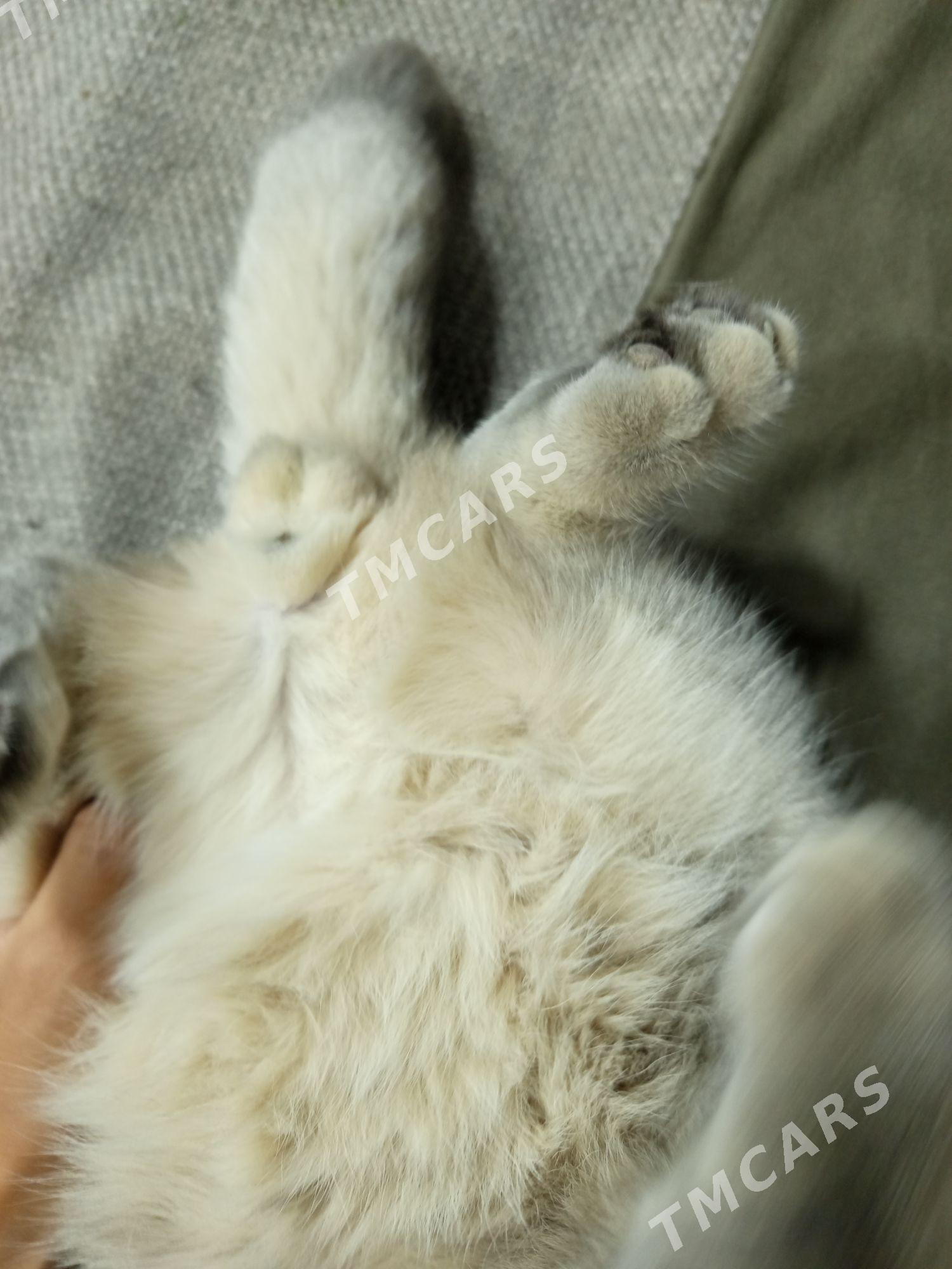 кот на свидание - Туркменабат - img 2