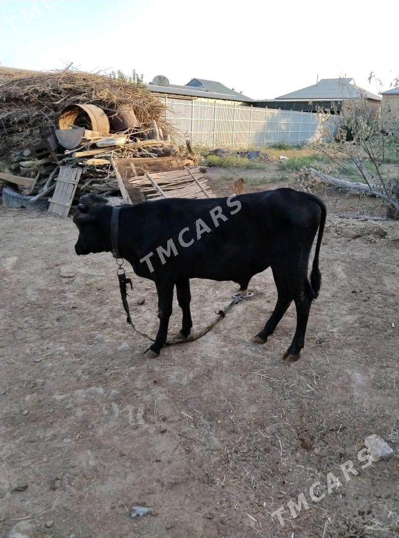 öküzçe - Mary - img 2