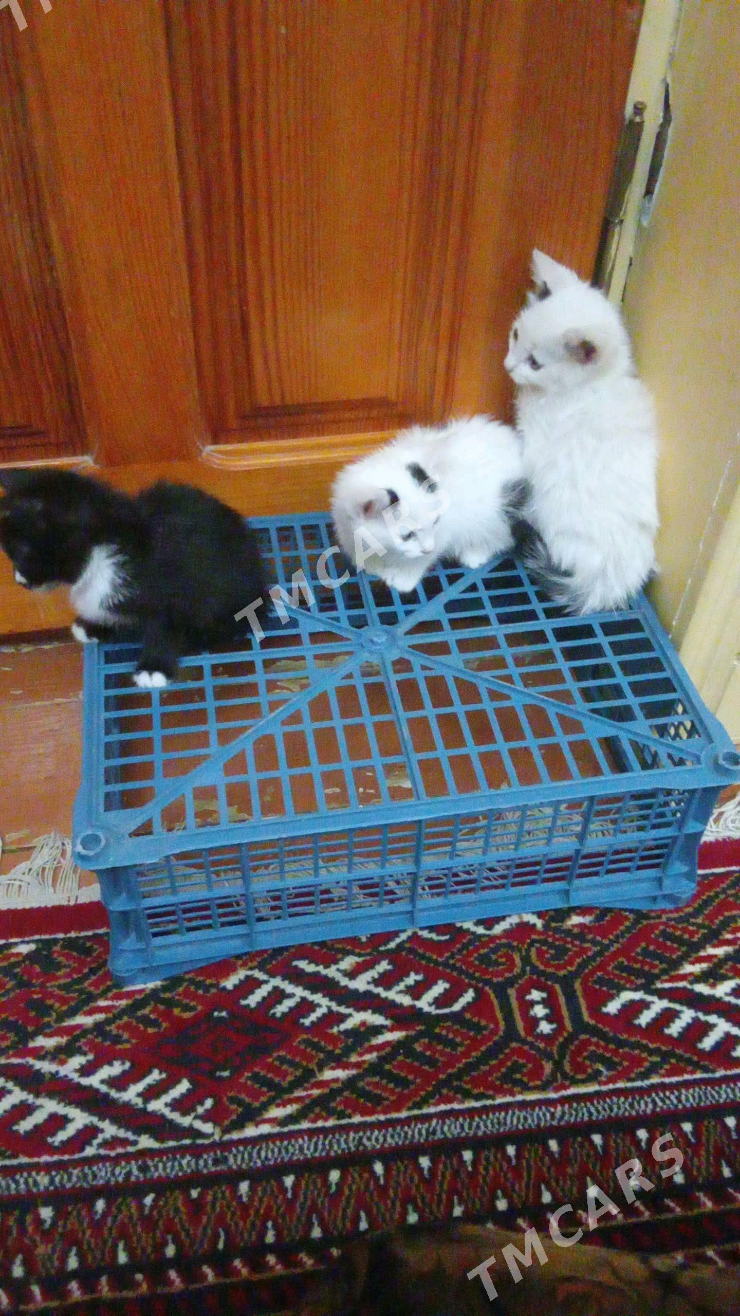 Pişik - Aşgabat - img 3