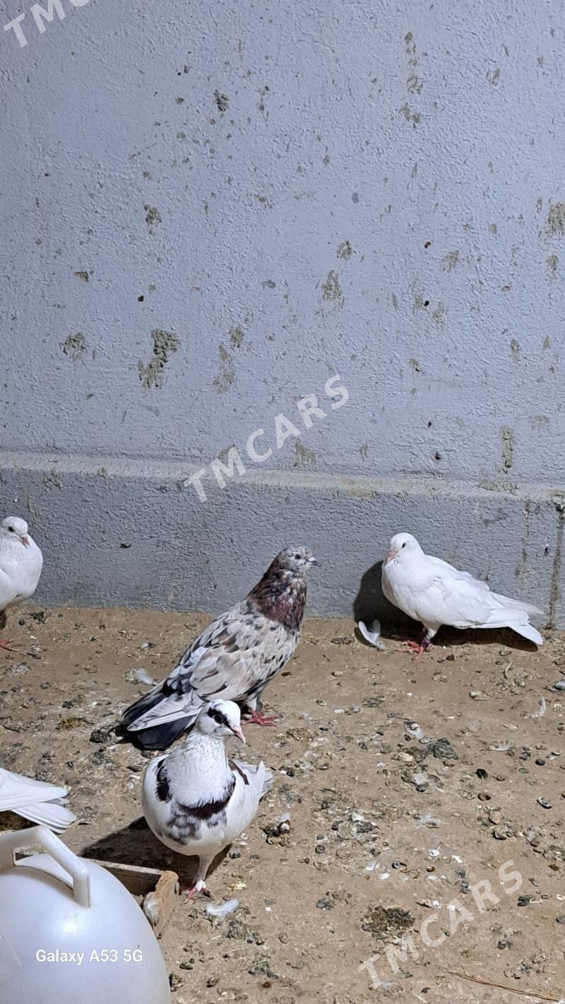 Kepder - Garadamak - img 2