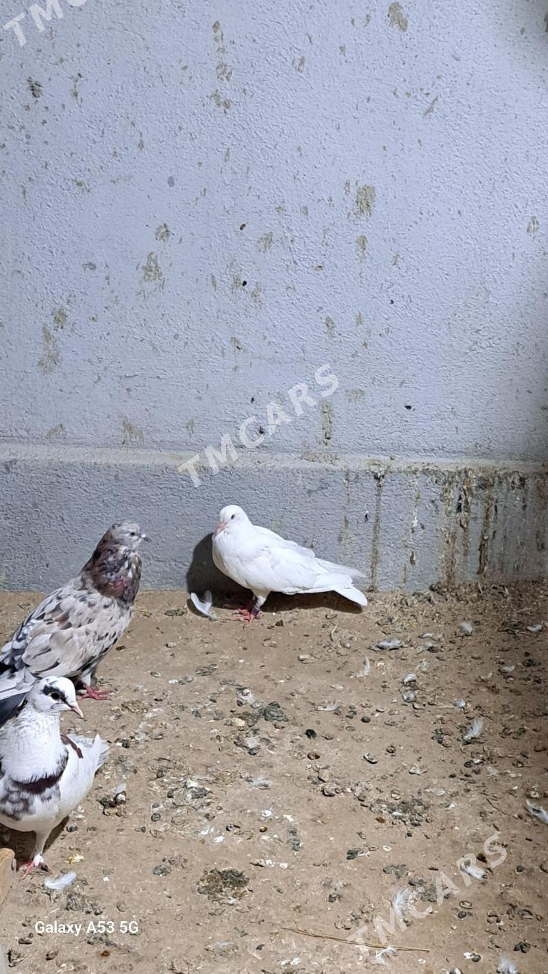 Kepder - Garadamak - img 1