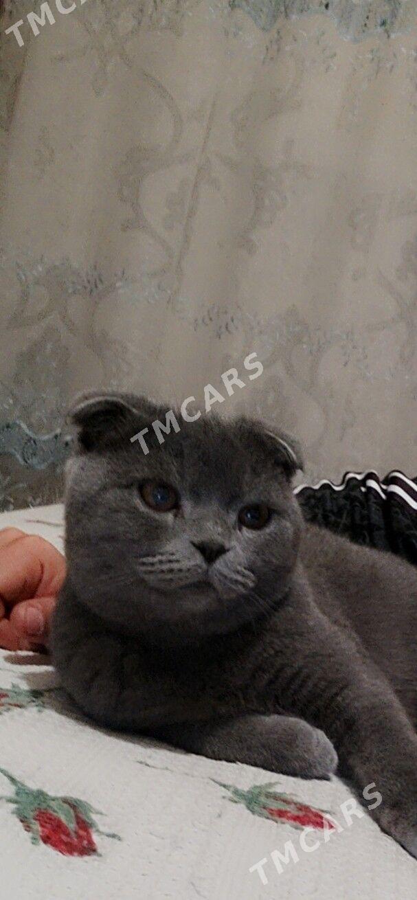 Duman - Сейди - img 2