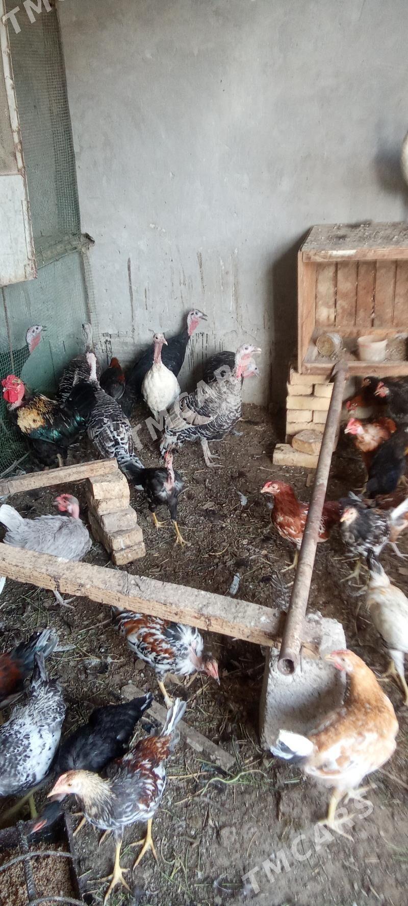 induklar tovuk jujeler - Çärjew - img 10