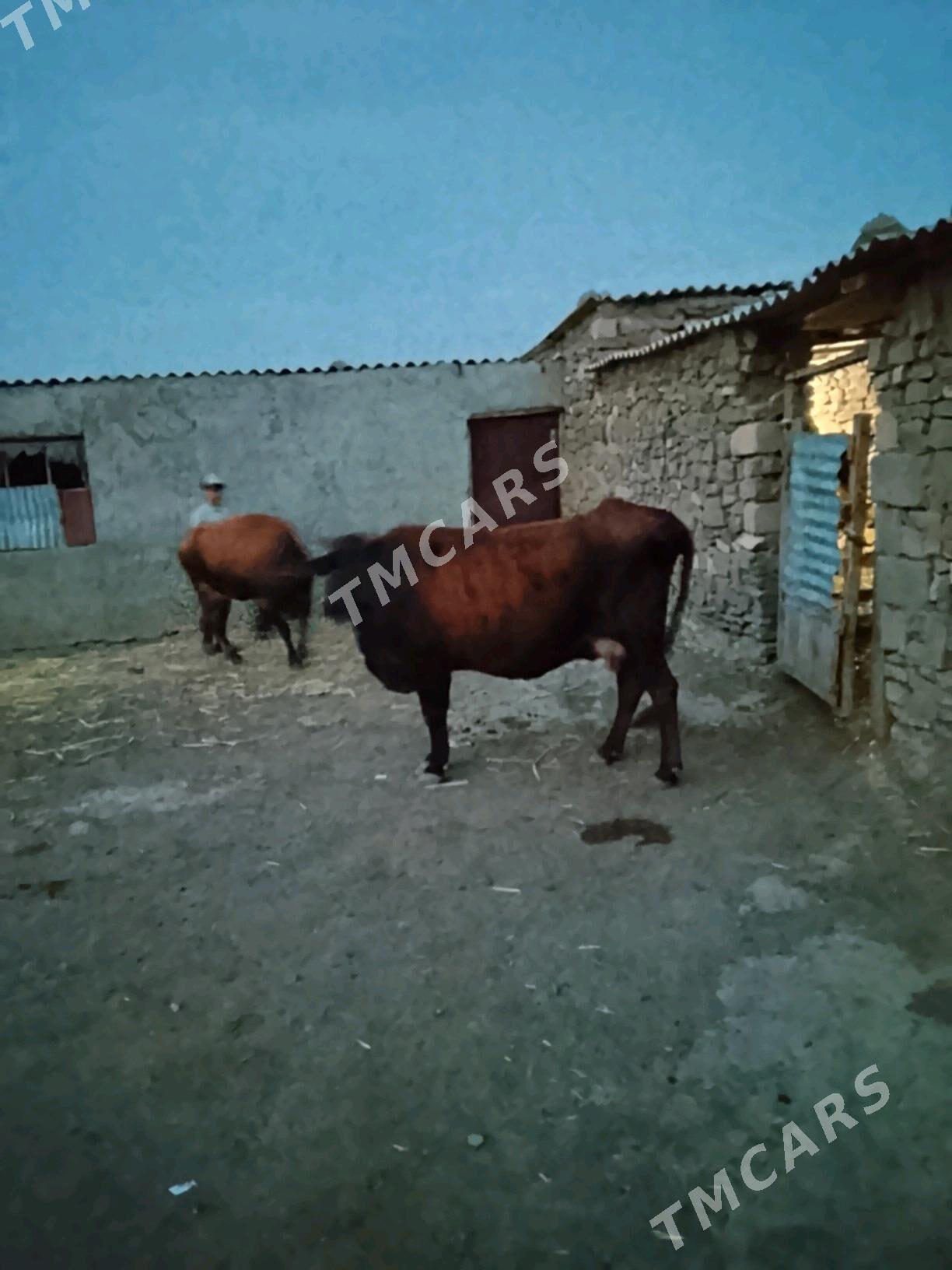sygyr - Gyzylarbat - img 3