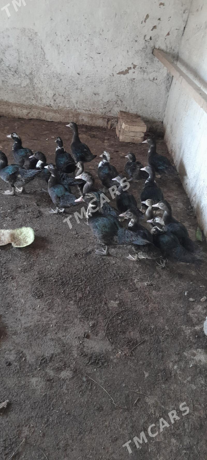 ordek - Kaka - img 2
