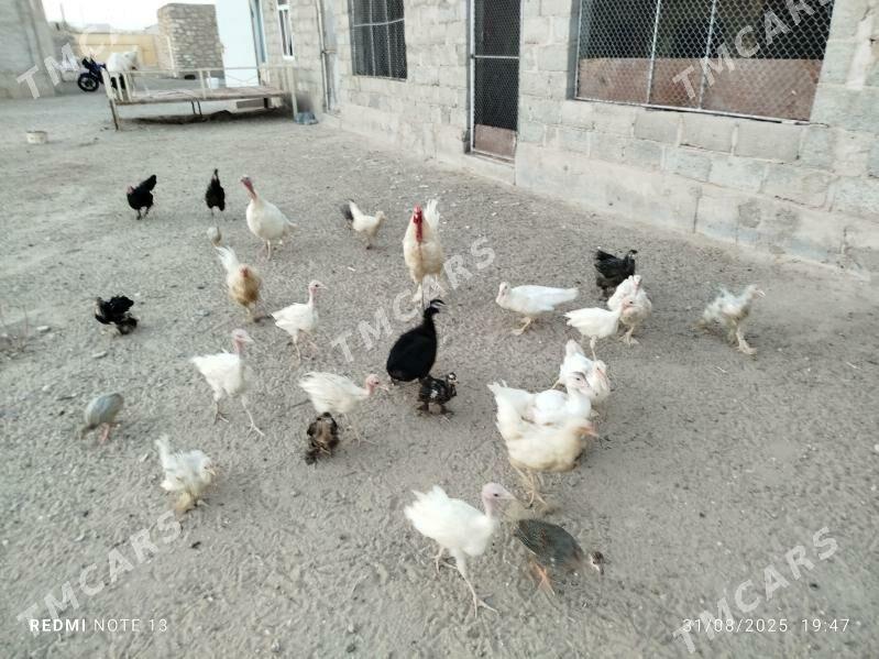 İnduk Ördek - Гумдаг - img 2