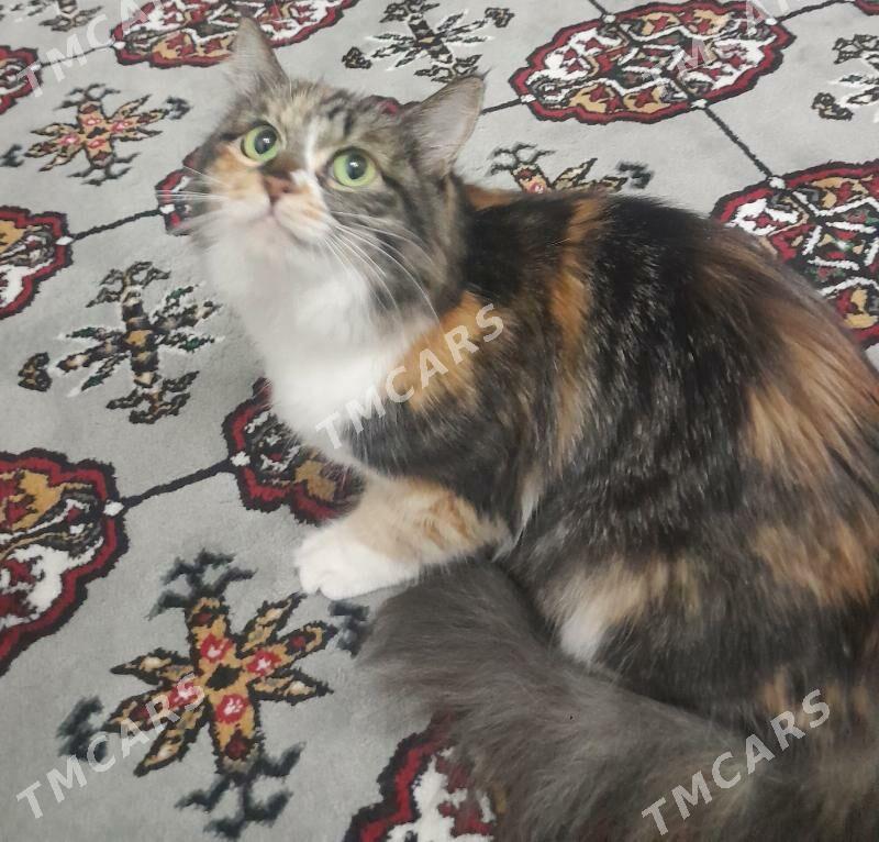 котята вдобрые руки - Türkmenabat - img 2