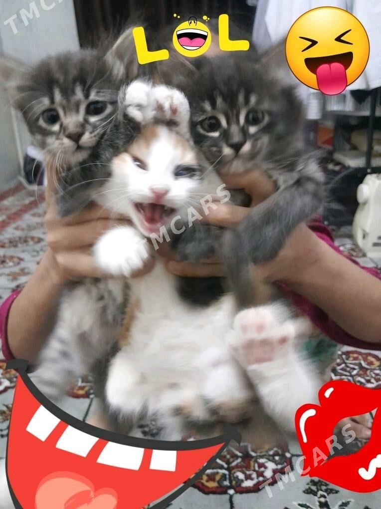 котята вдобрые руки - Türkmenabat - img 6