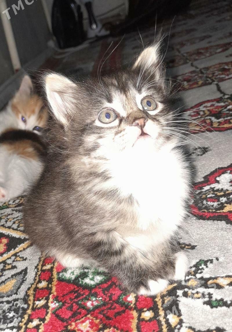 котята вдобрые руки - Türkmenabat - img 5