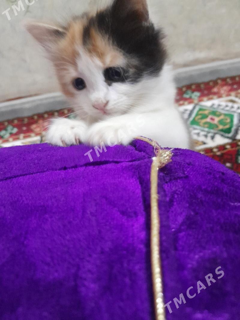 котята вдобрые руки - Türkmenabat - img 4