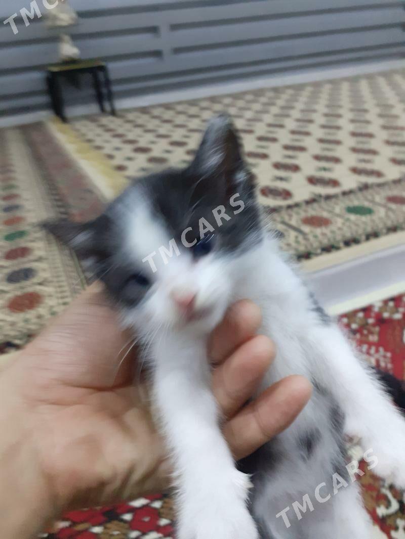 Кошки - Дашогуз - img 4
