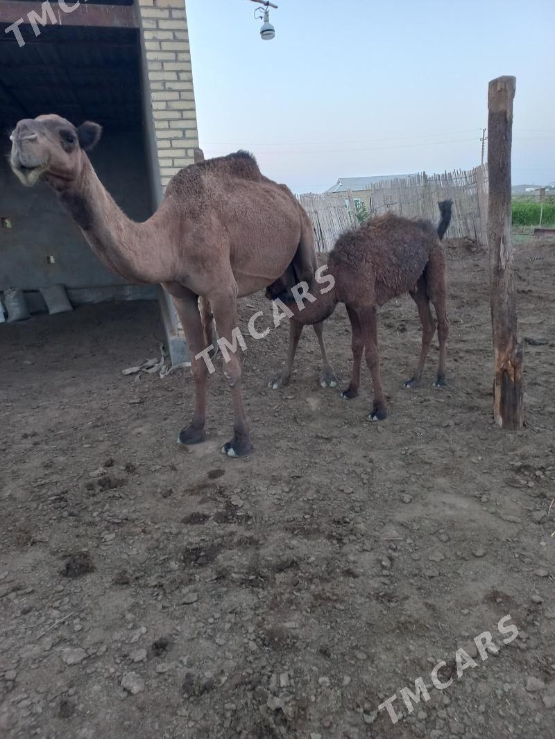 кощекли дуйе - Baýramaly - img 2
