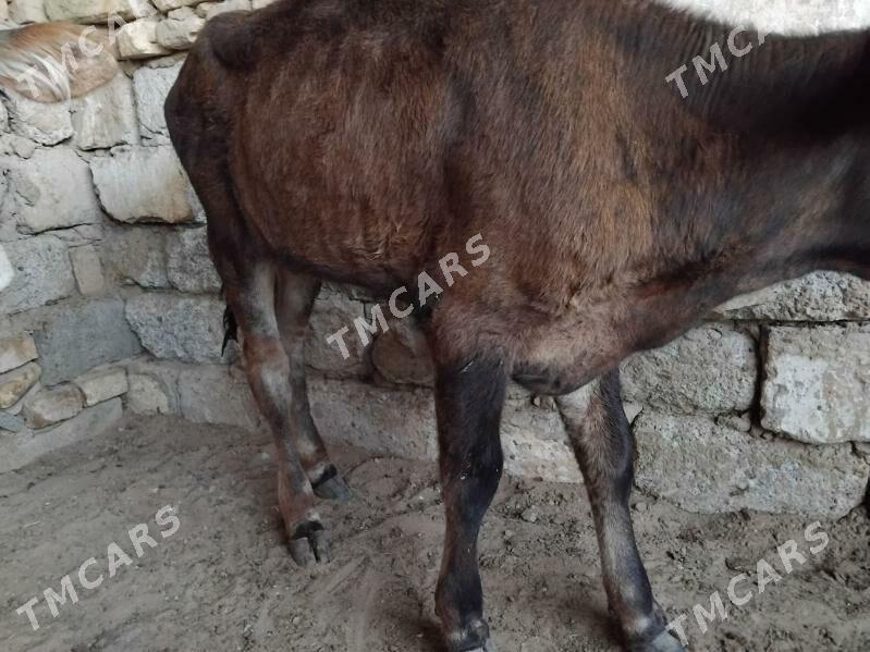 OKÙZ ŞWES TÜWE - Aşgabat - img 2