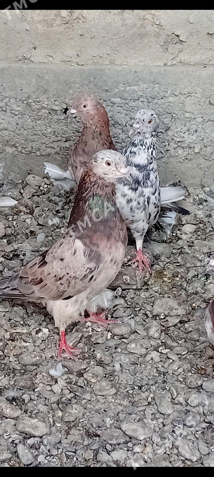kepderi - Gökdepe - img 3
