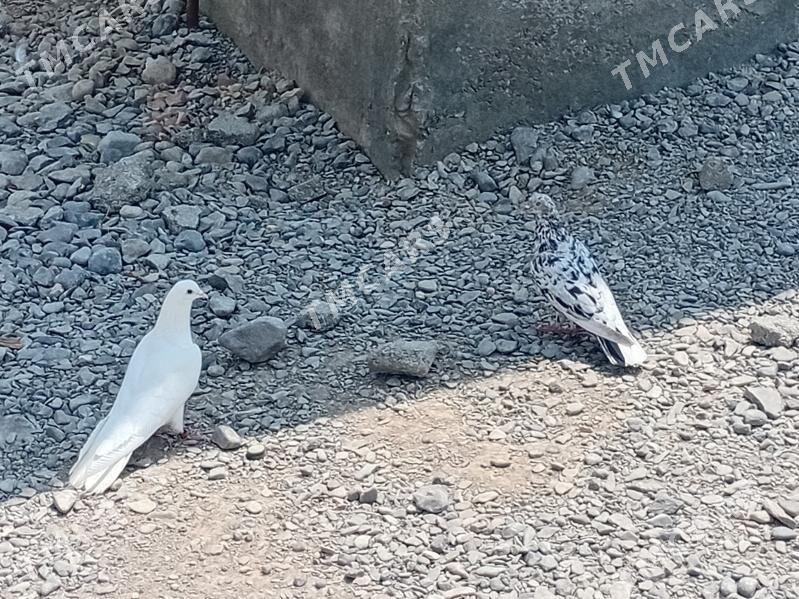 kepderi - Gökdepe - img 5