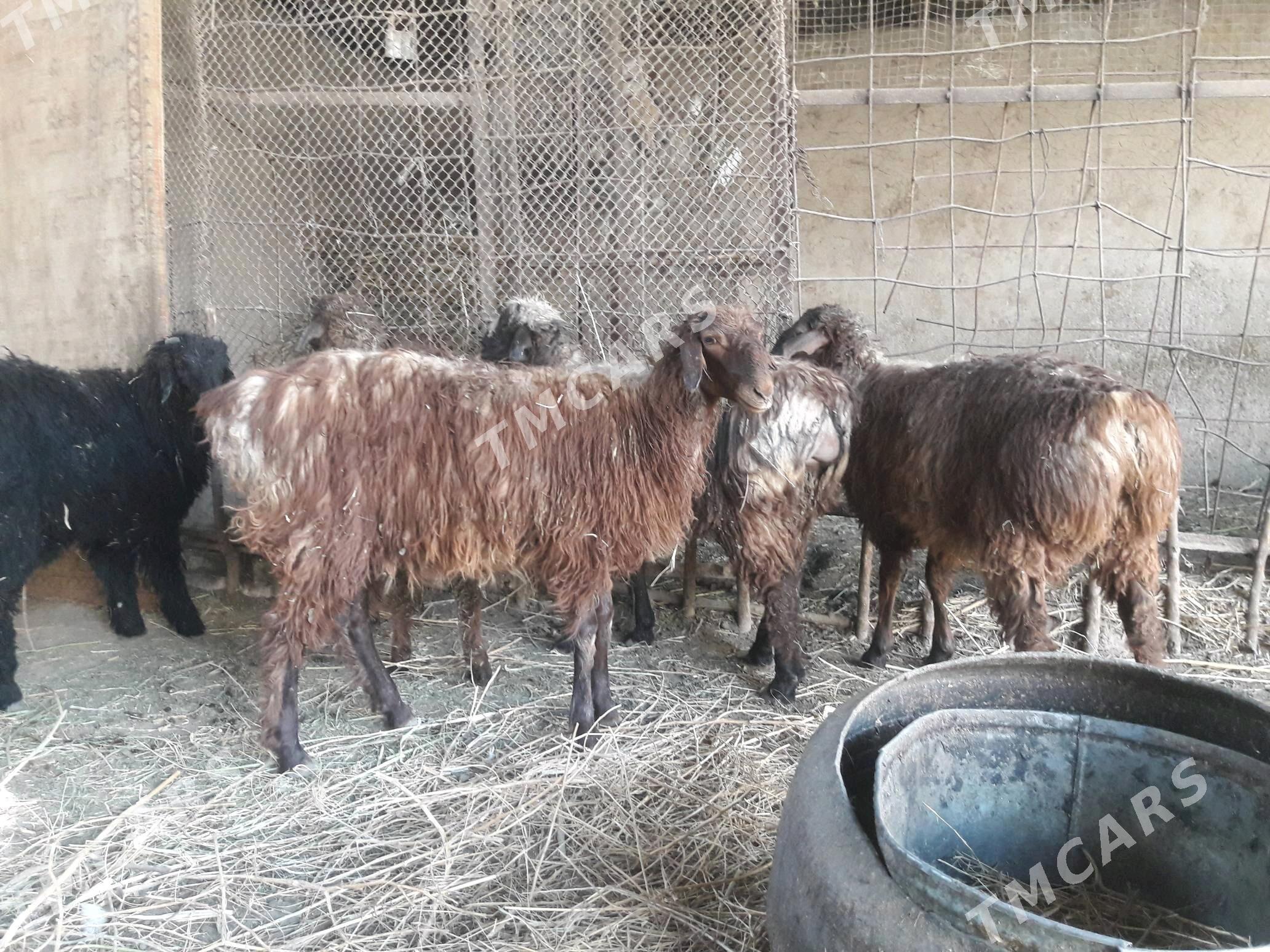 Arassa sagdyn goÿunlar - Daşoguz - img 7
