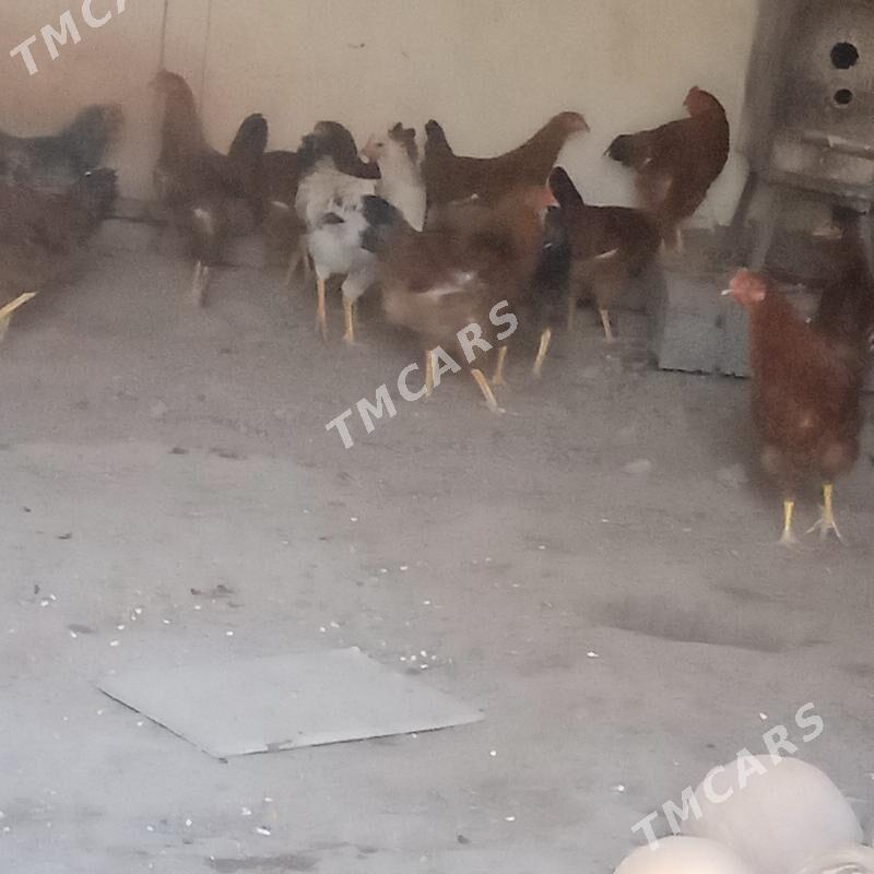 Juje,Horaz,Induk - Şabat etr. - img 2