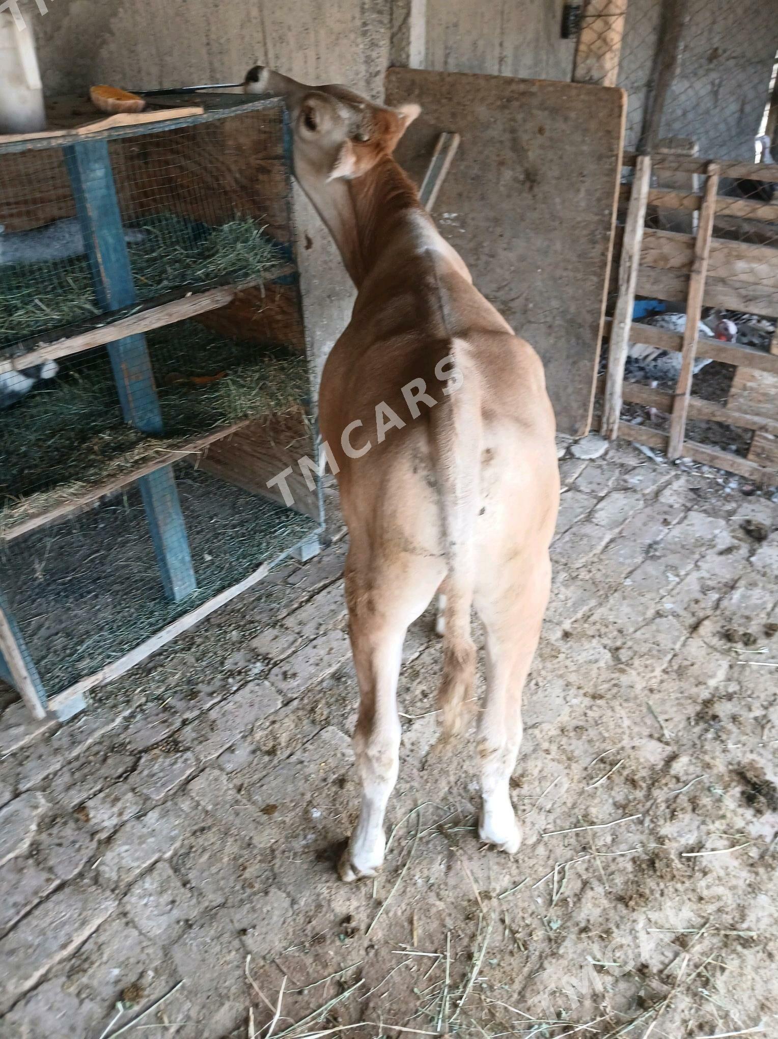Ökizçe - Gökdepe - img 1