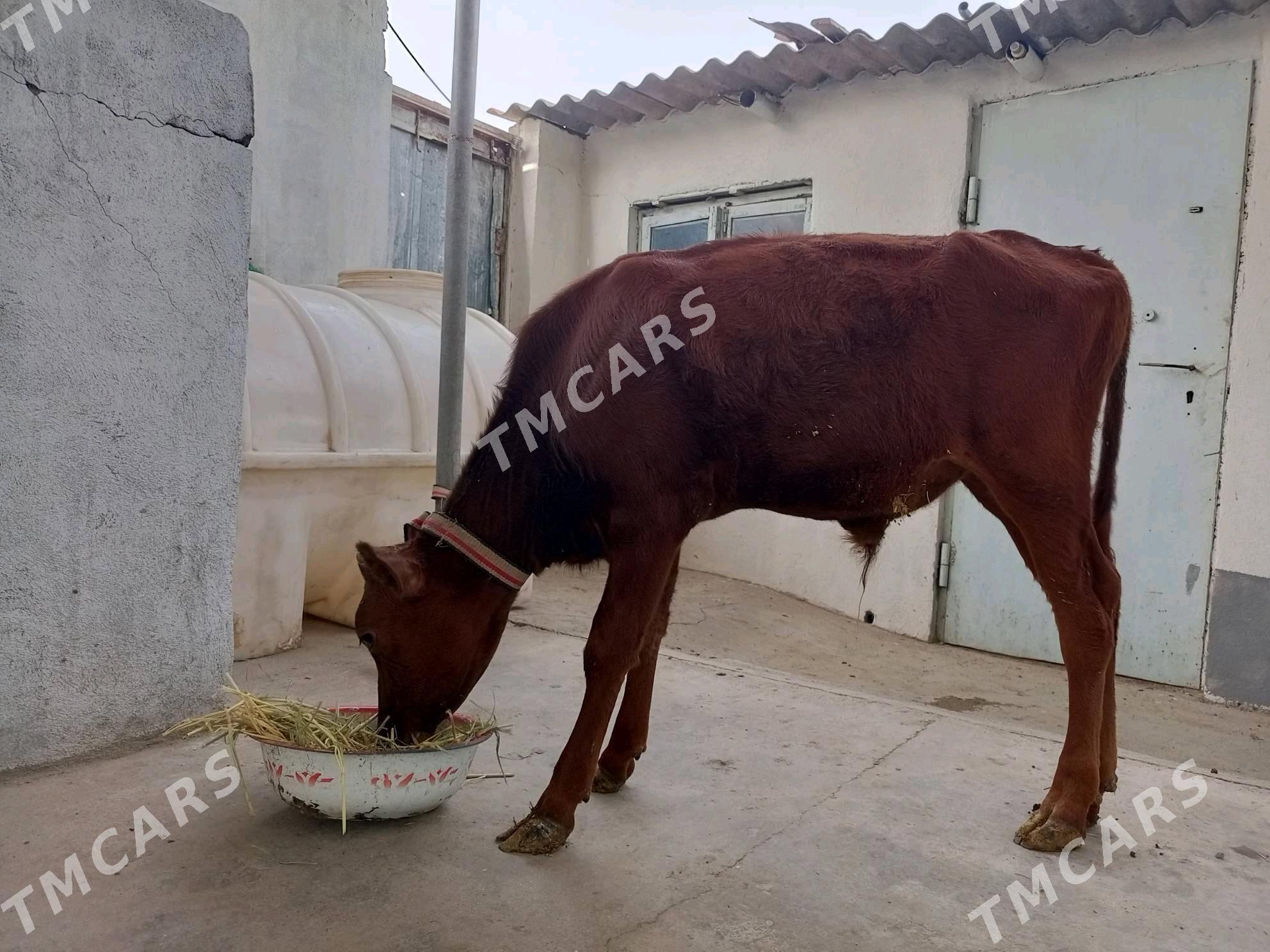Şwes öküz - Aşgabat - img 2
