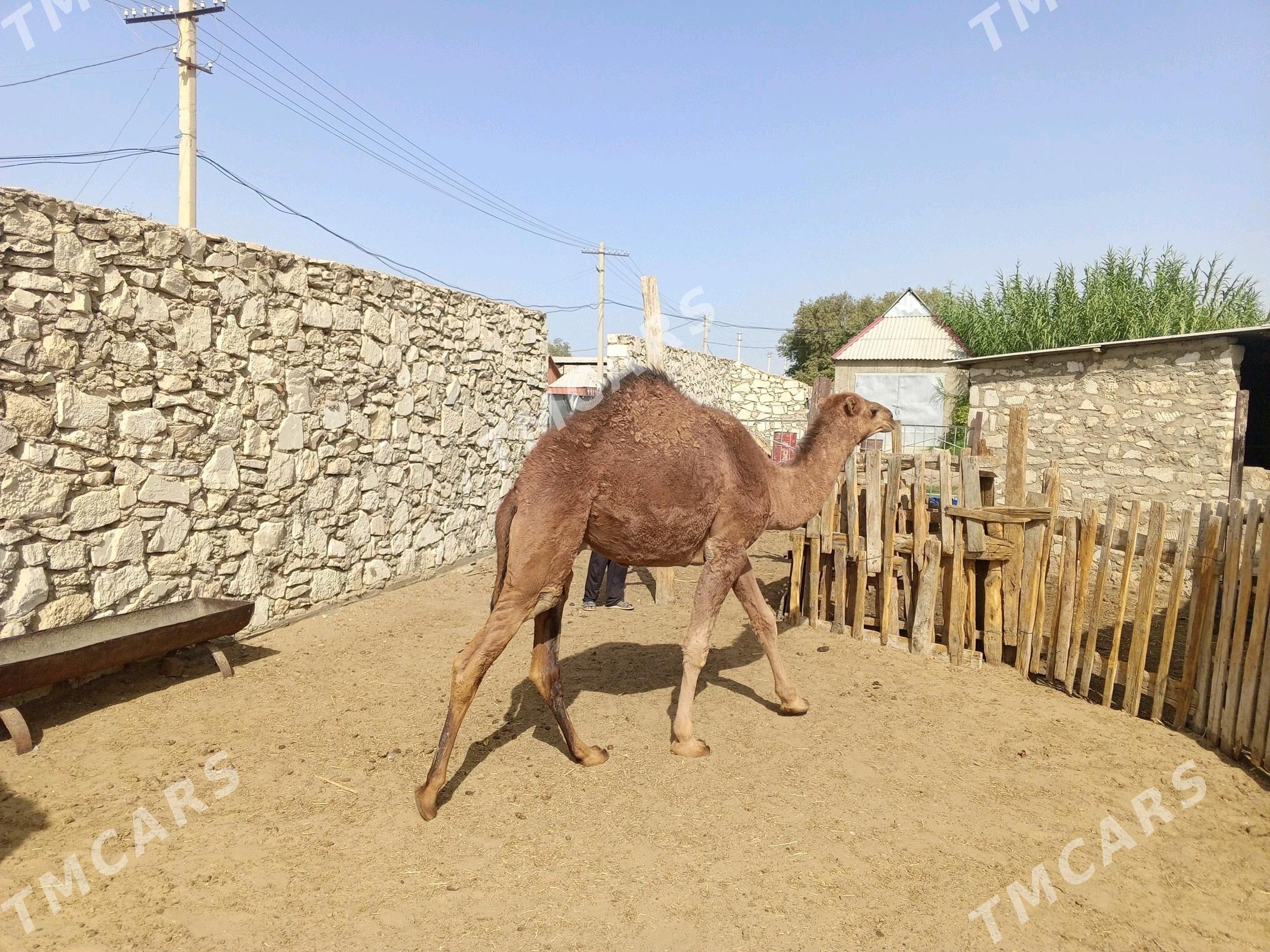 ogsuk - Bereket - img 3