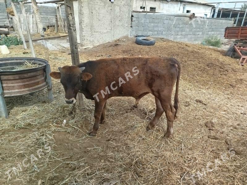Şiwes òkizçe - Ak bugdaý etraby - img 2