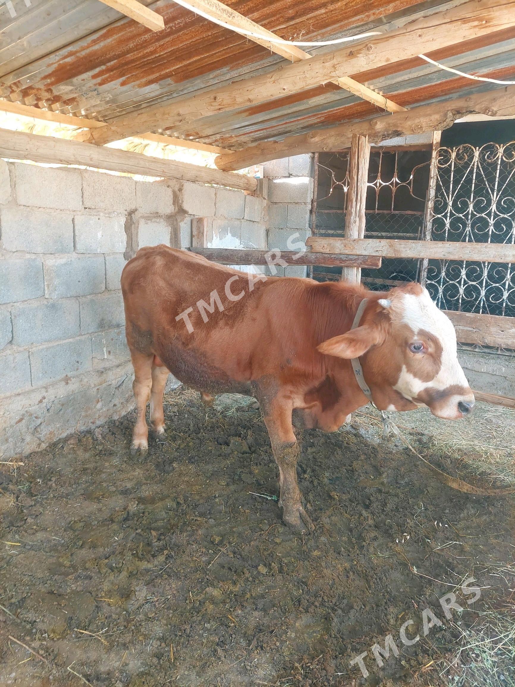 Ökiz - Gökdepe - img 2
