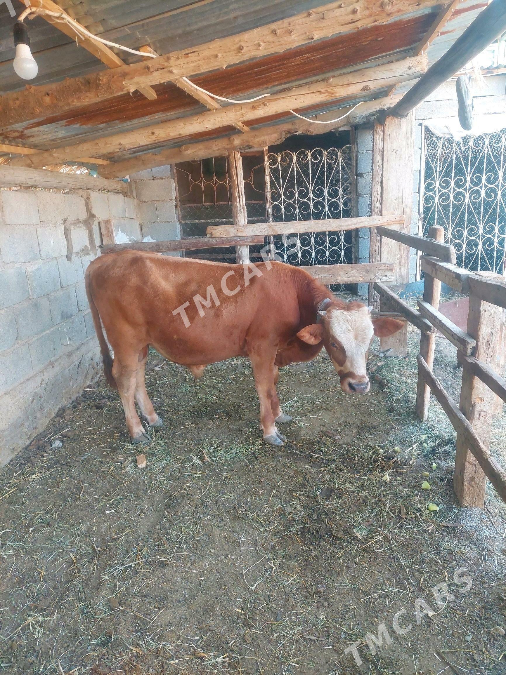 Ökiz - Gökdepe - img 3