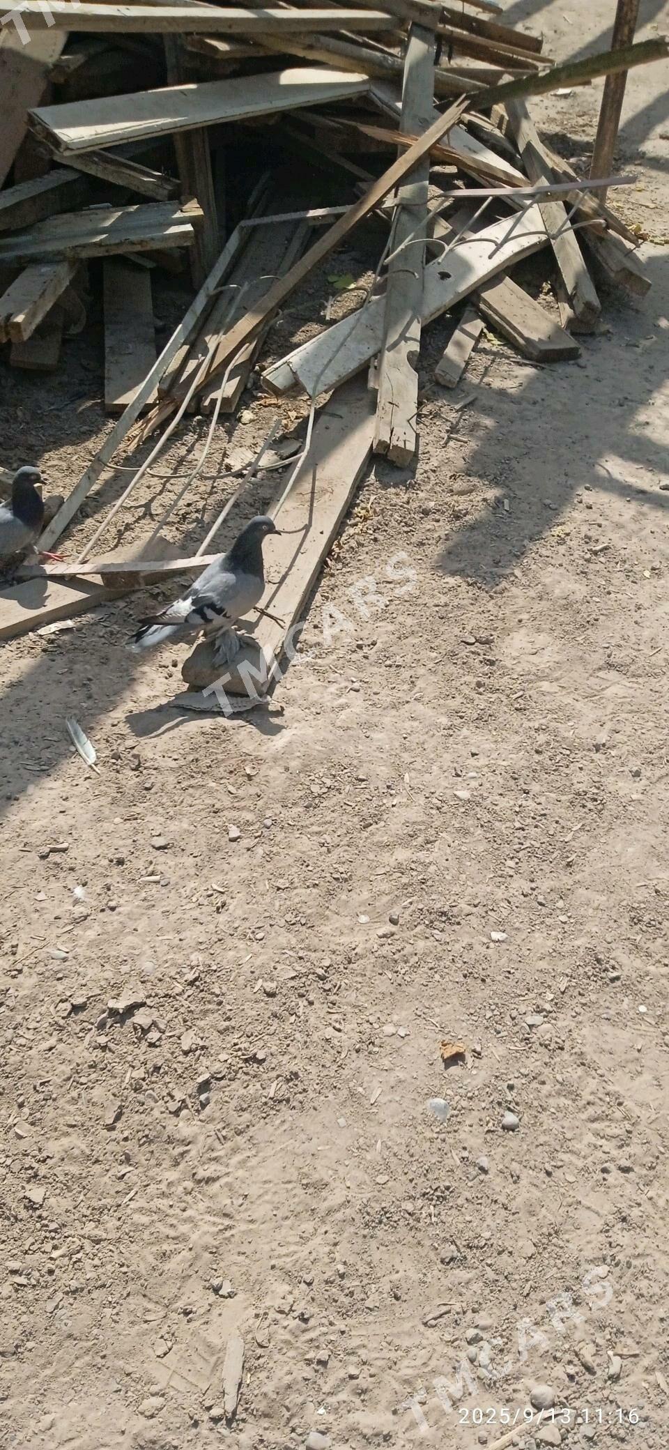 kepteri - Türkmenabat - img 2