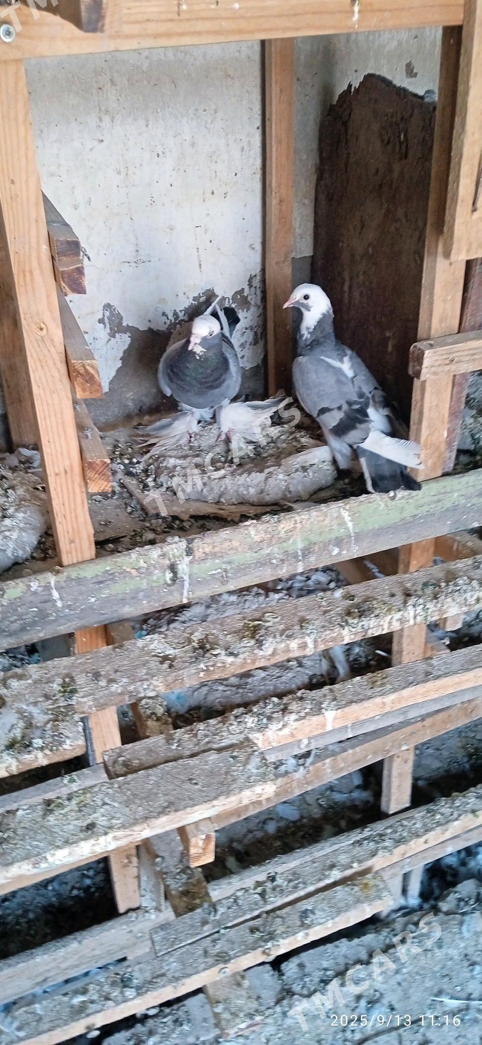 kepteri - Türkmenabat - img 3