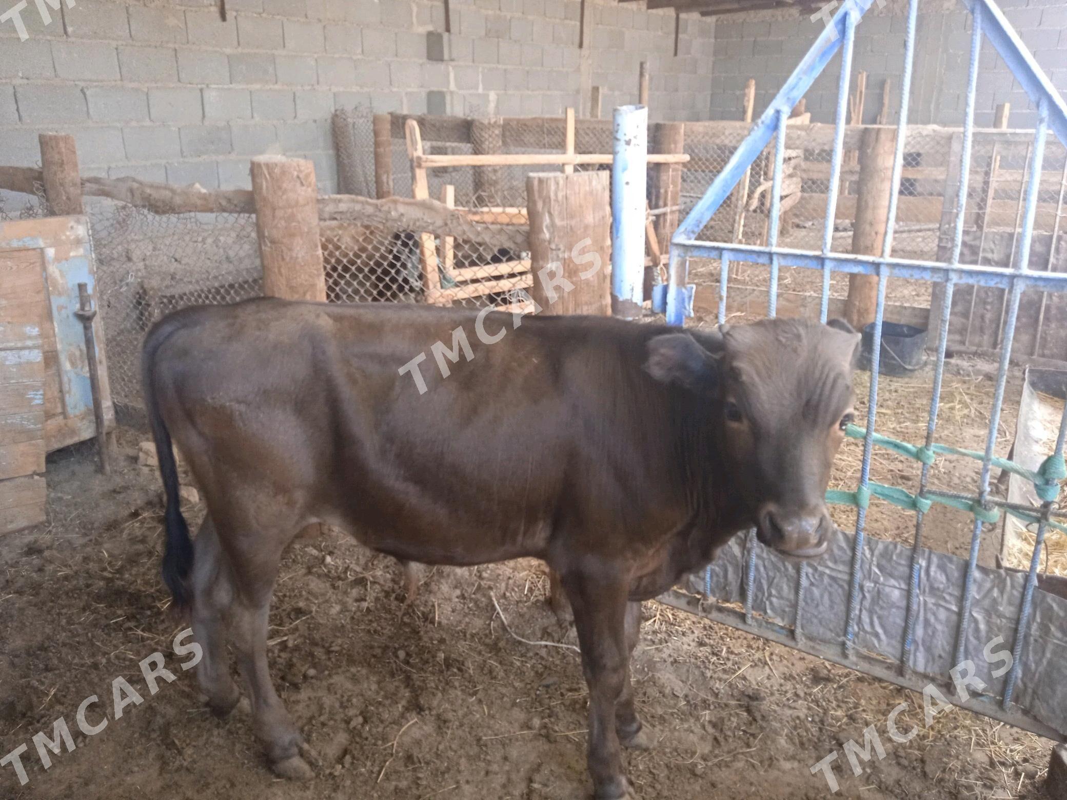 okuzcr - Bereket - img 3