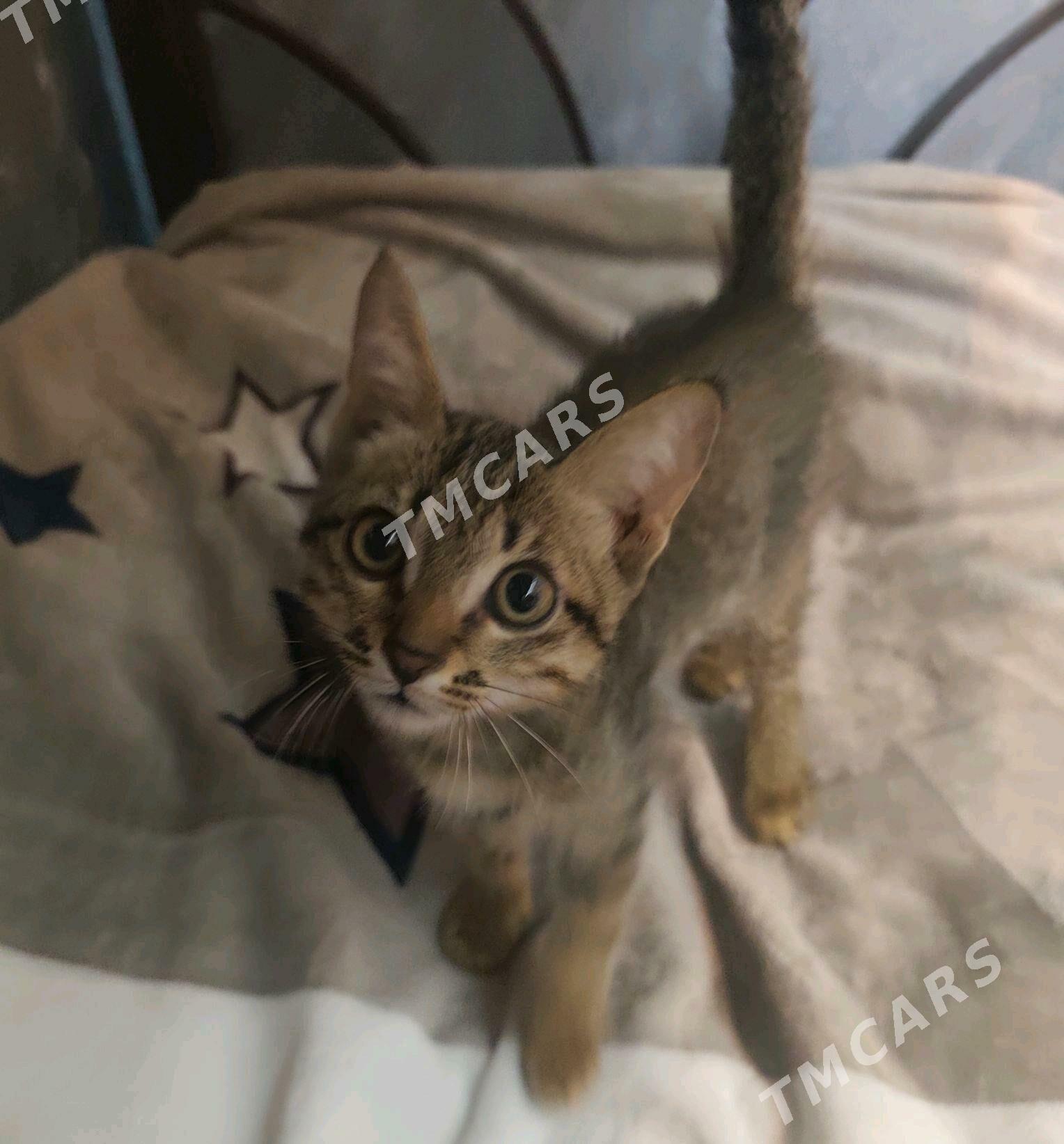 котенок - Мары - img 2
