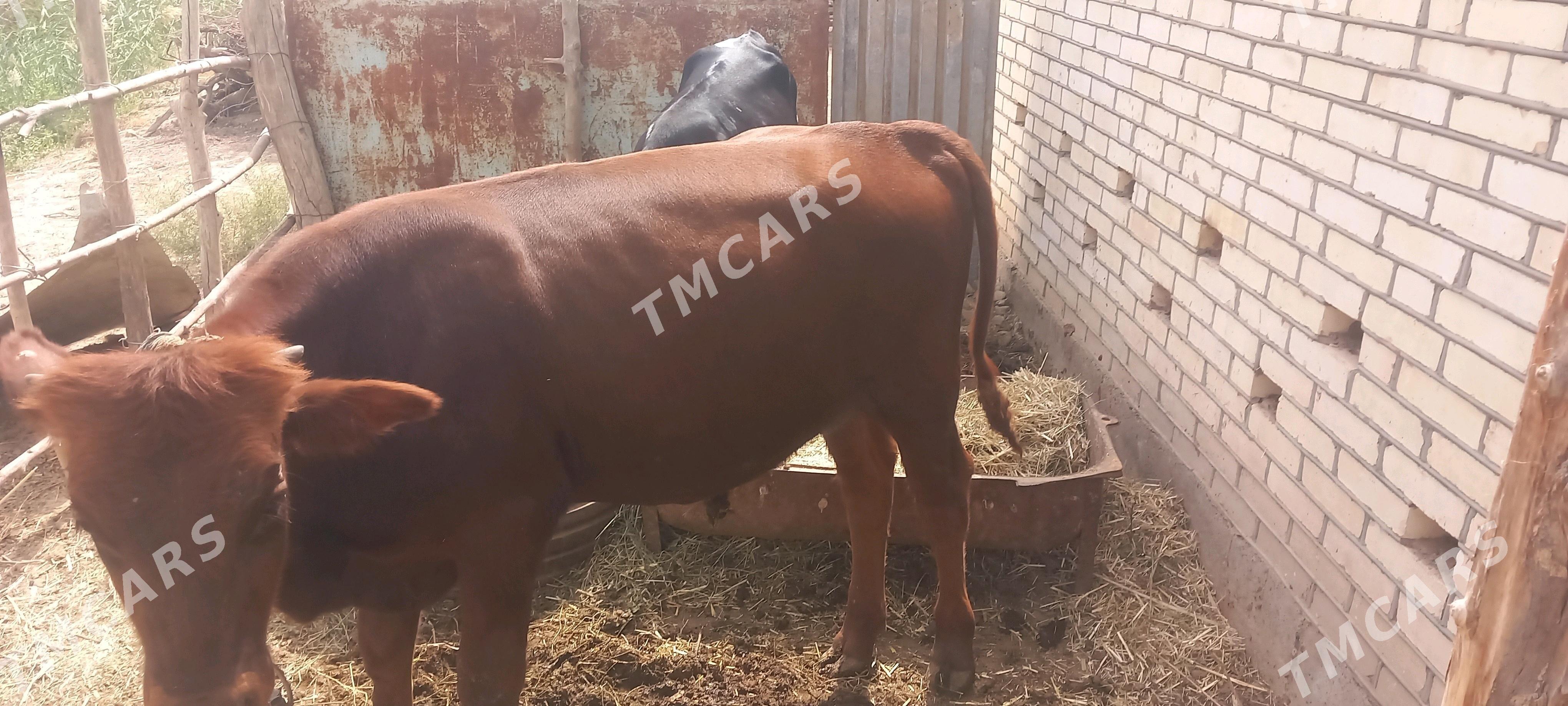 bakymlyk õkuz gulajyn - Сакарчага - img 5