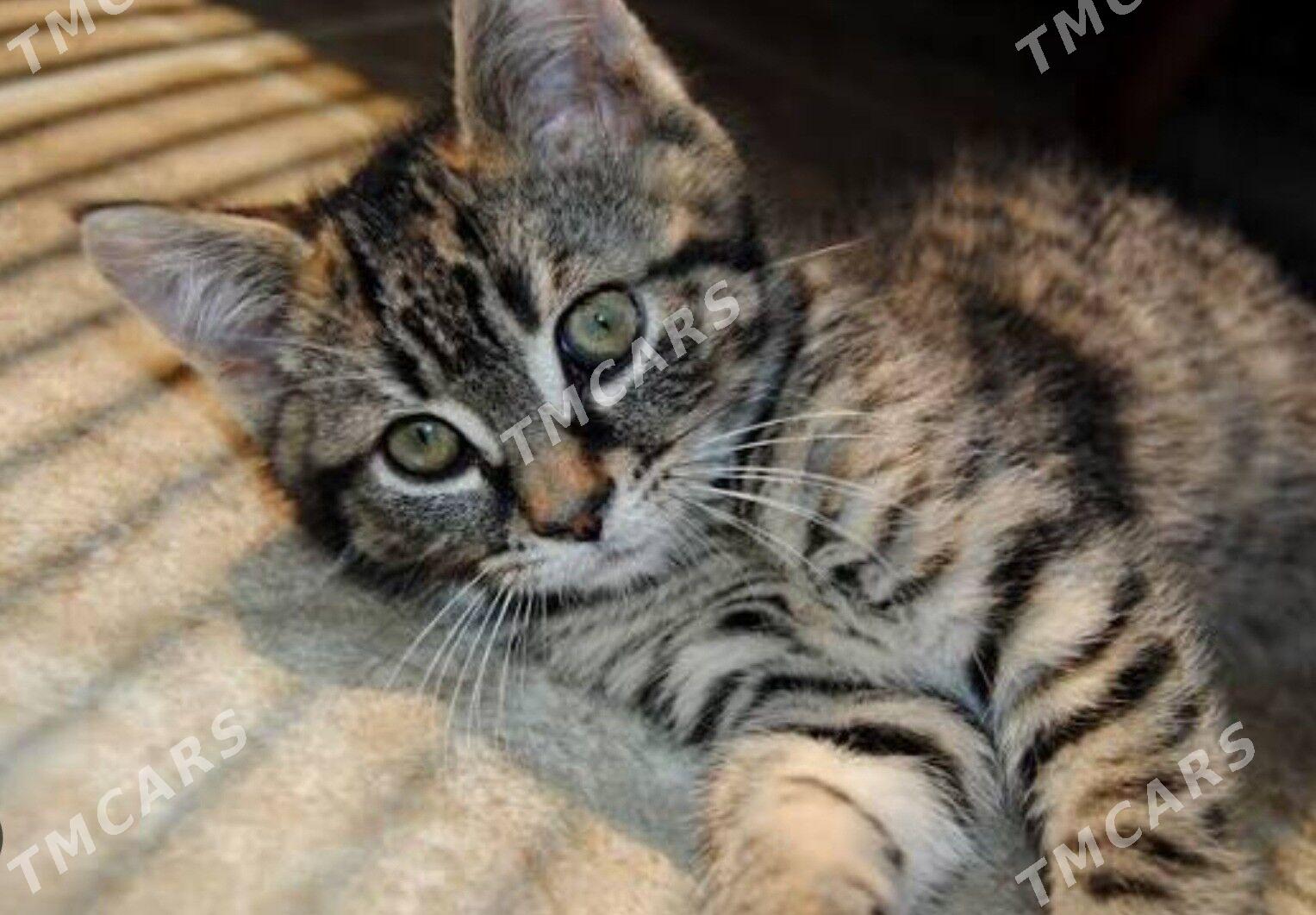 котята - Ашхабад - img 2