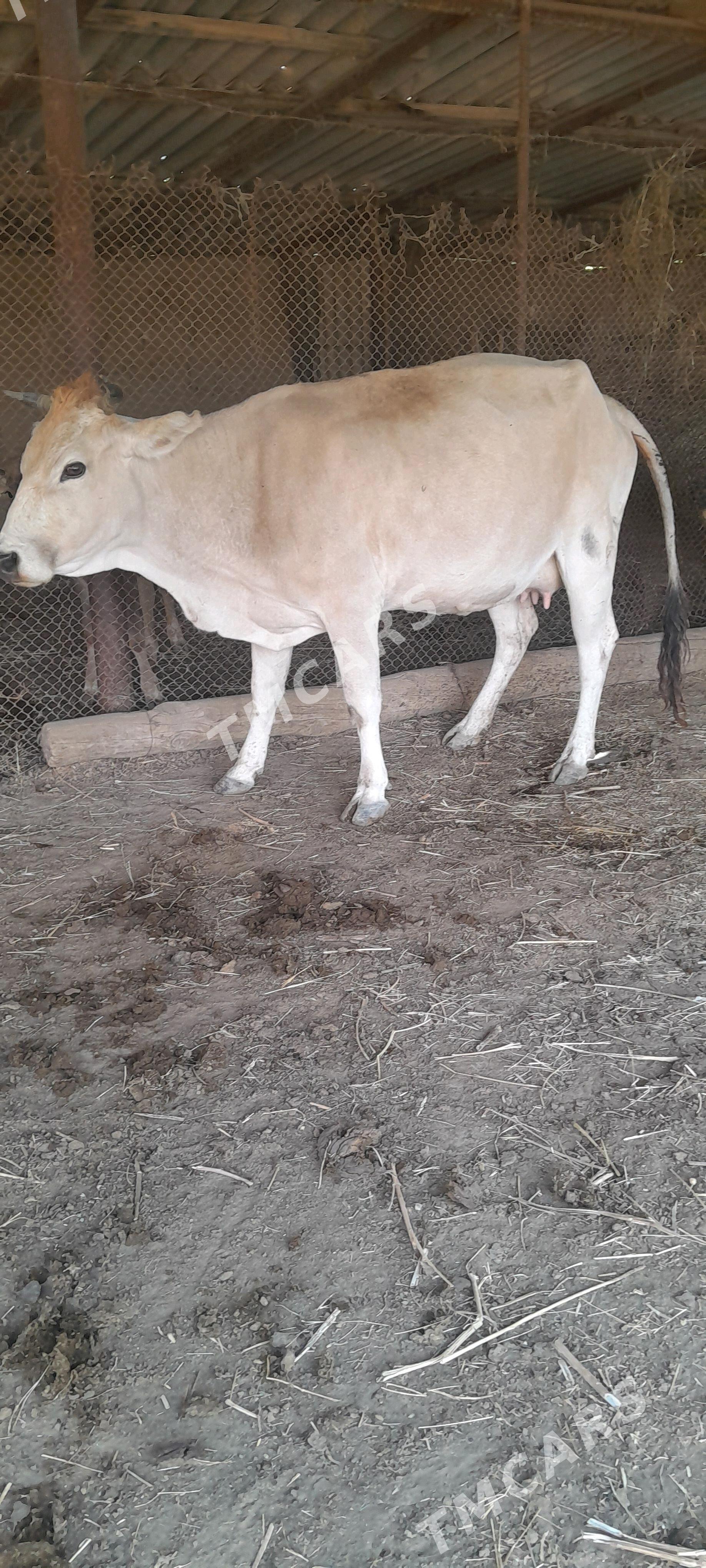 òkuz goleli sygyr - Magtymguly - img 2