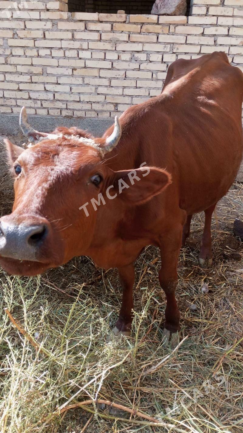 сыгыр - Türkmenabat - img 3