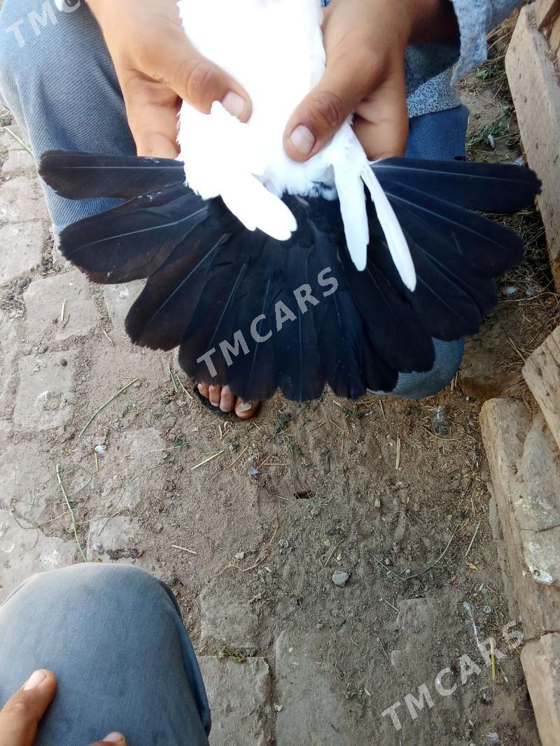 kepder - Darganata - img 2