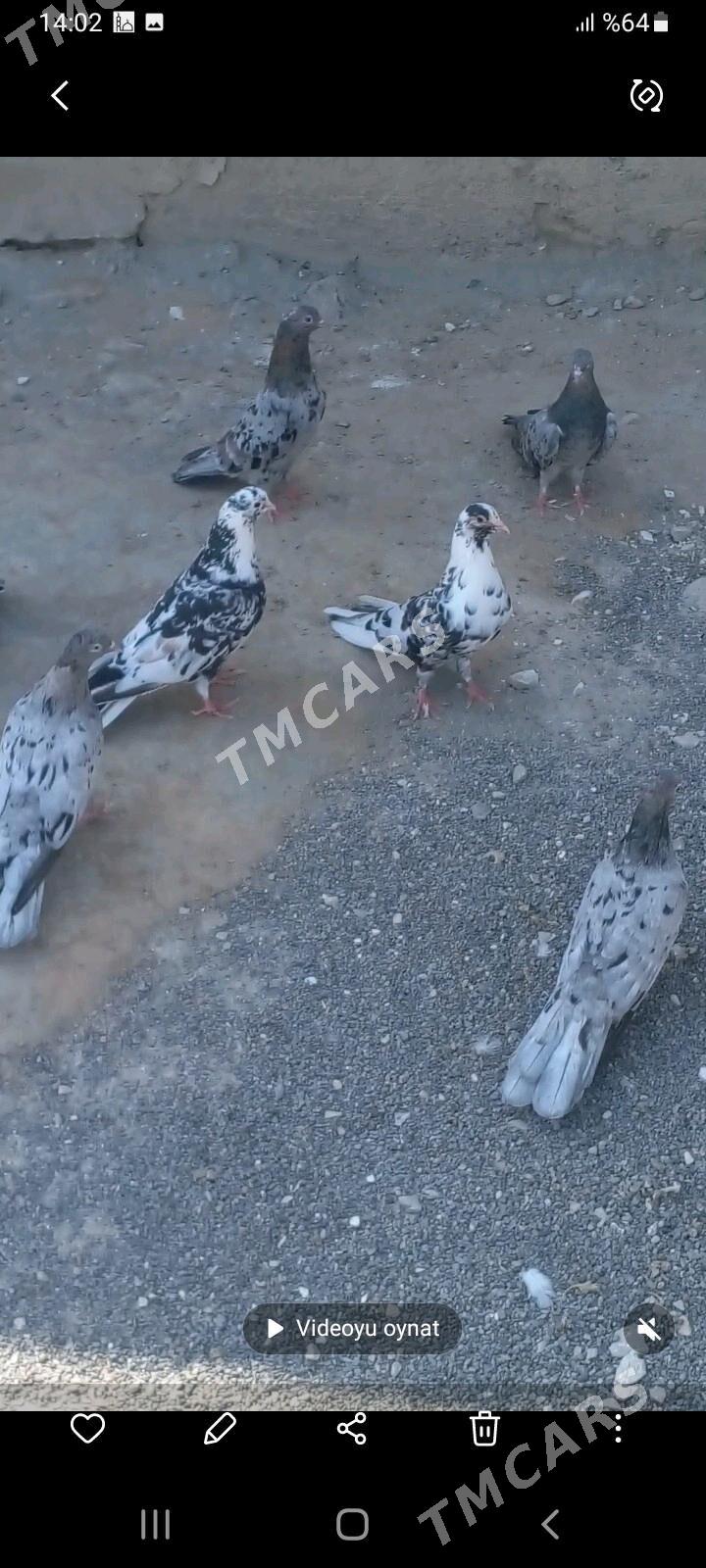 kepderi - Gyzylarbat - img 3