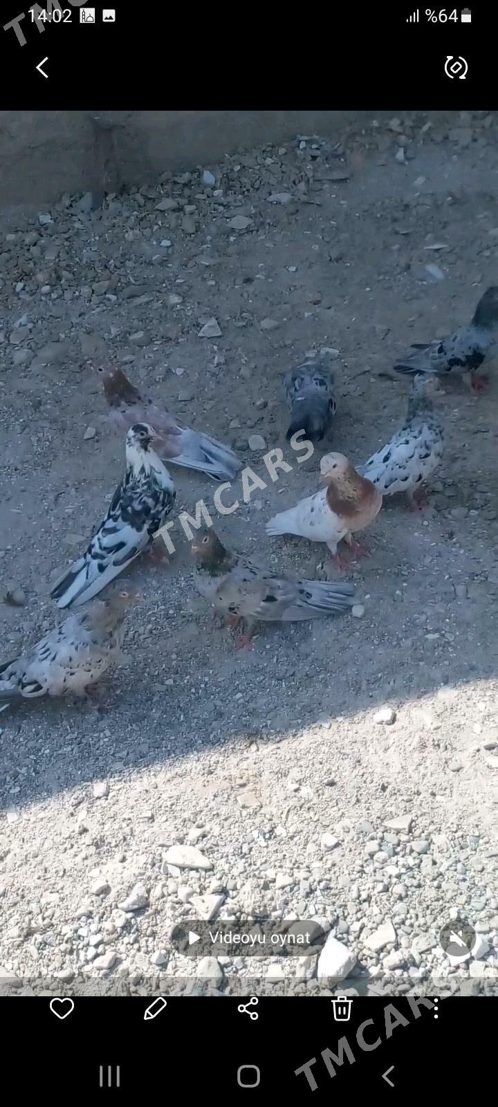 kepderi - Gyzylarbat - img 2