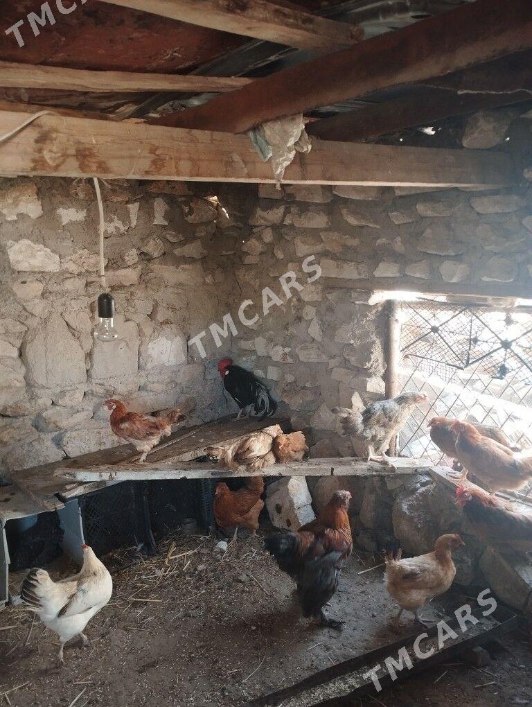 Tawuk - Balkanabat - img 3