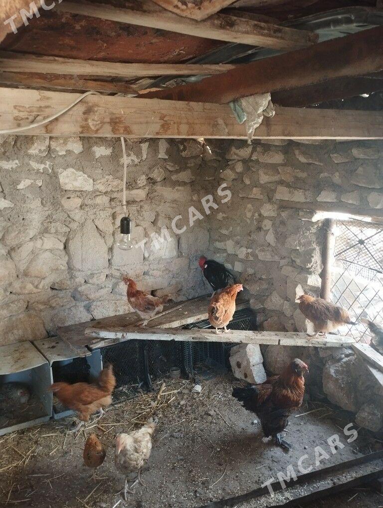 Tawuk - Balkanabat - img 4