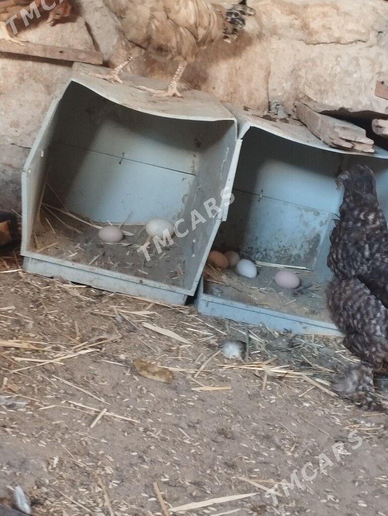 Tawuk - Balkanabat - img 2